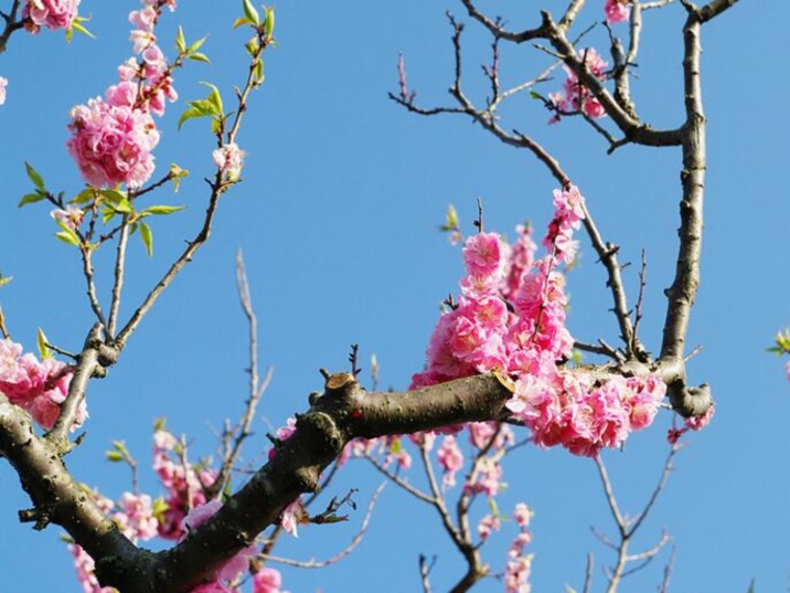 traditions about Major Snow