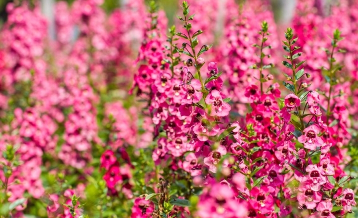 Hong Kong Flower Show 2024 to open in March