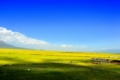 Rape Flower Scenic Spot
