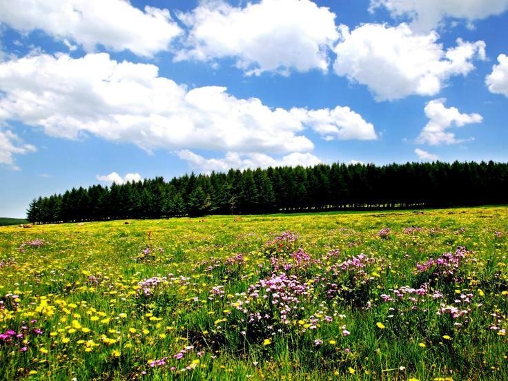 Saihanba National Forest Park 