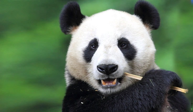 Dujiangyan Panda Keeper Tour 