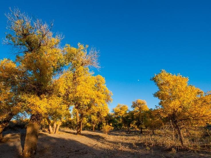 Inner Mongolia in Golden Fall Camper Tour