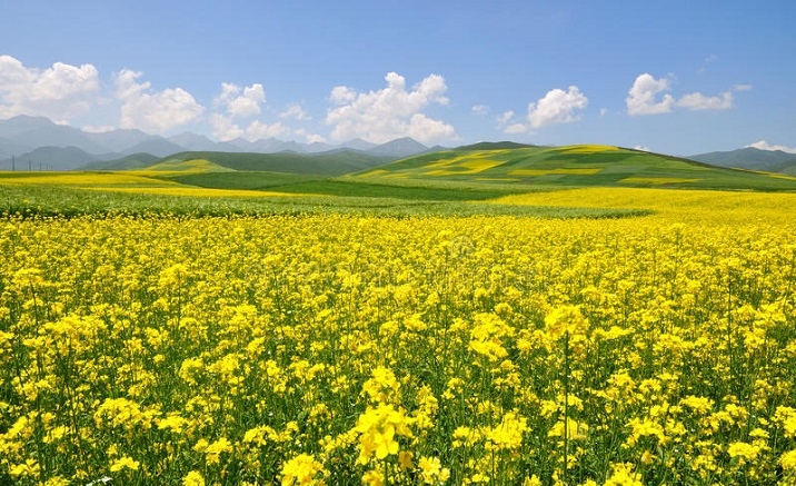 Coming to Tibet and viewing cole flowers