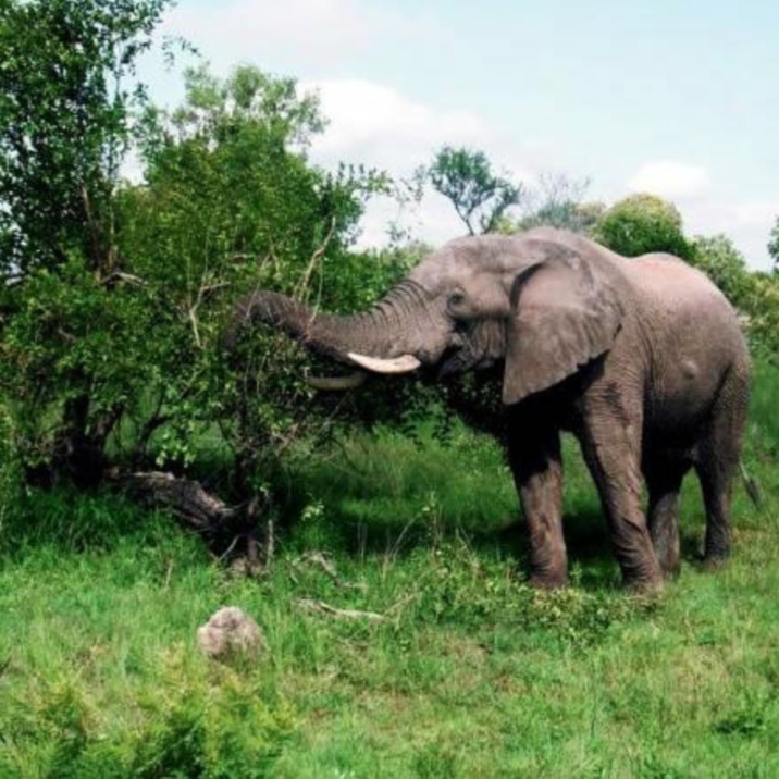 Wild Elephant Valley