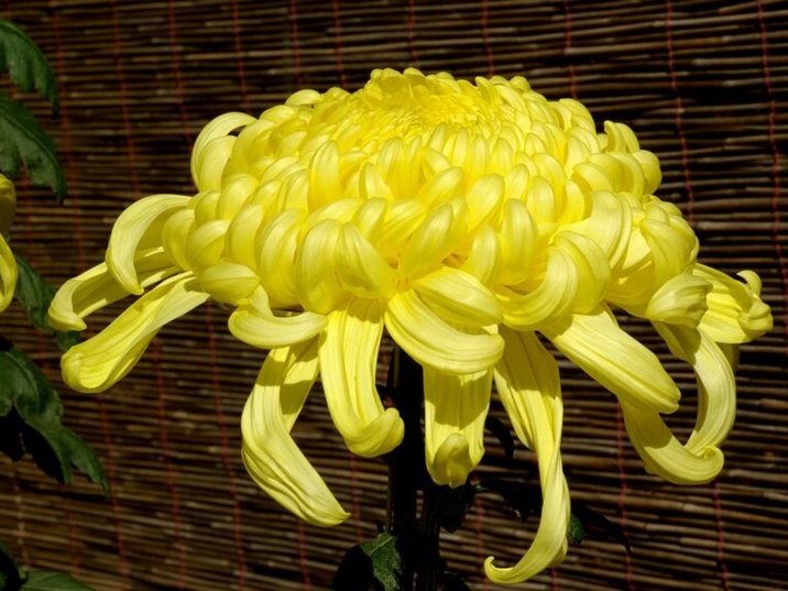 Chrysanthemum