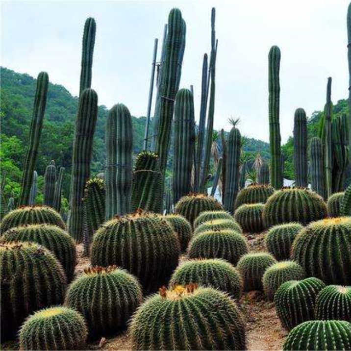 Xianhu Botanic Garden