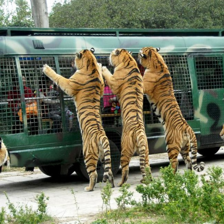 Shenzhen Safari Park