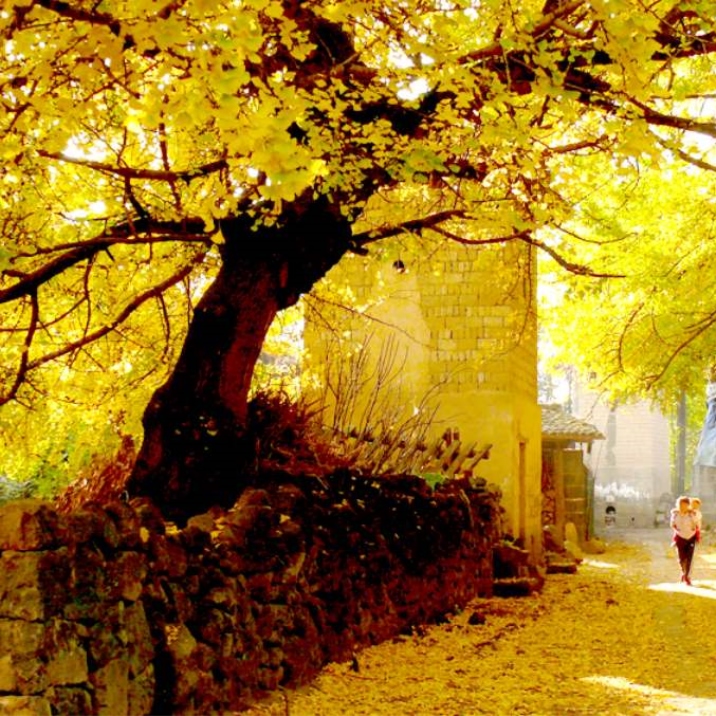 Jiangdong Gingko Village