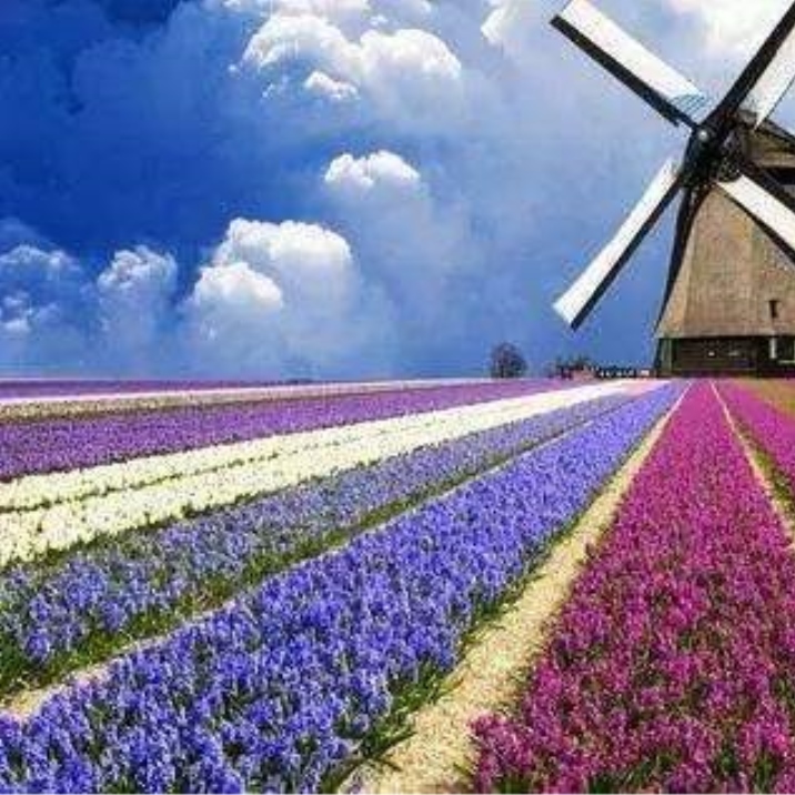 Nanning Flower World